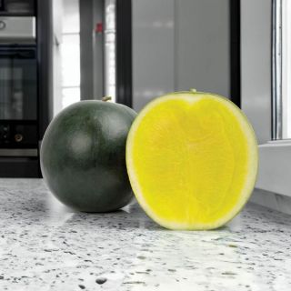 Tropical Sunshine RZ Melon Thumbnail